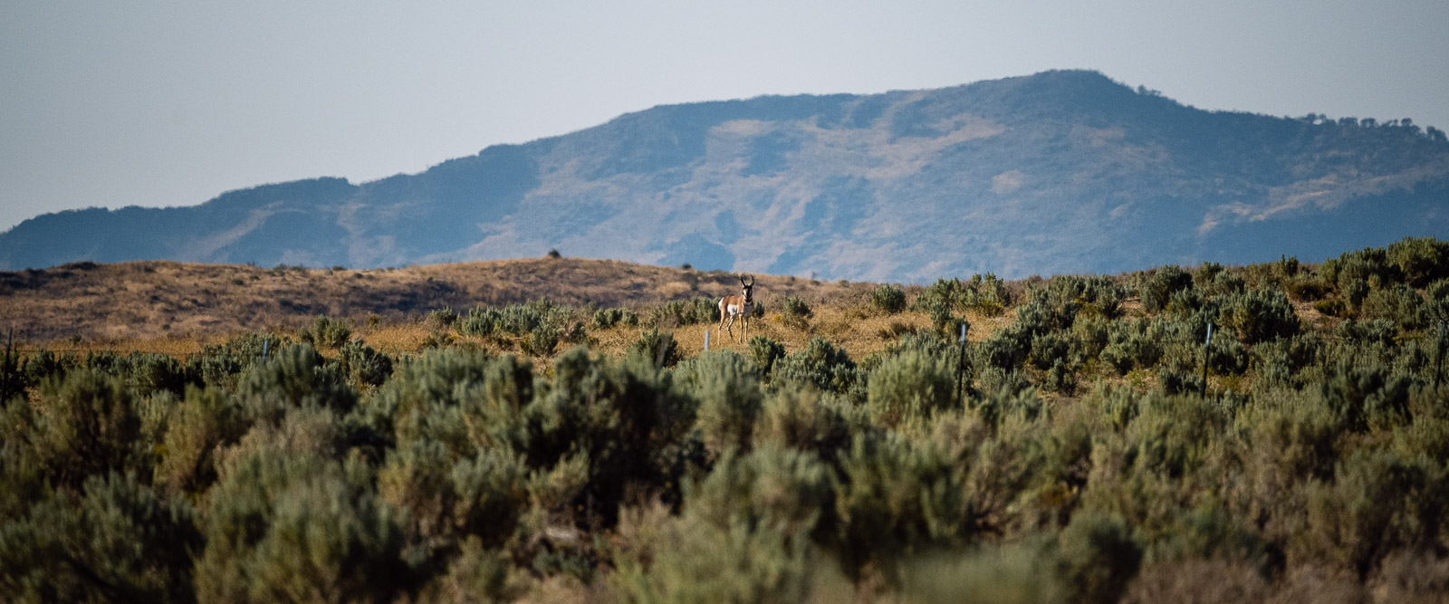 A hunter with a harvested pronghorn antelope