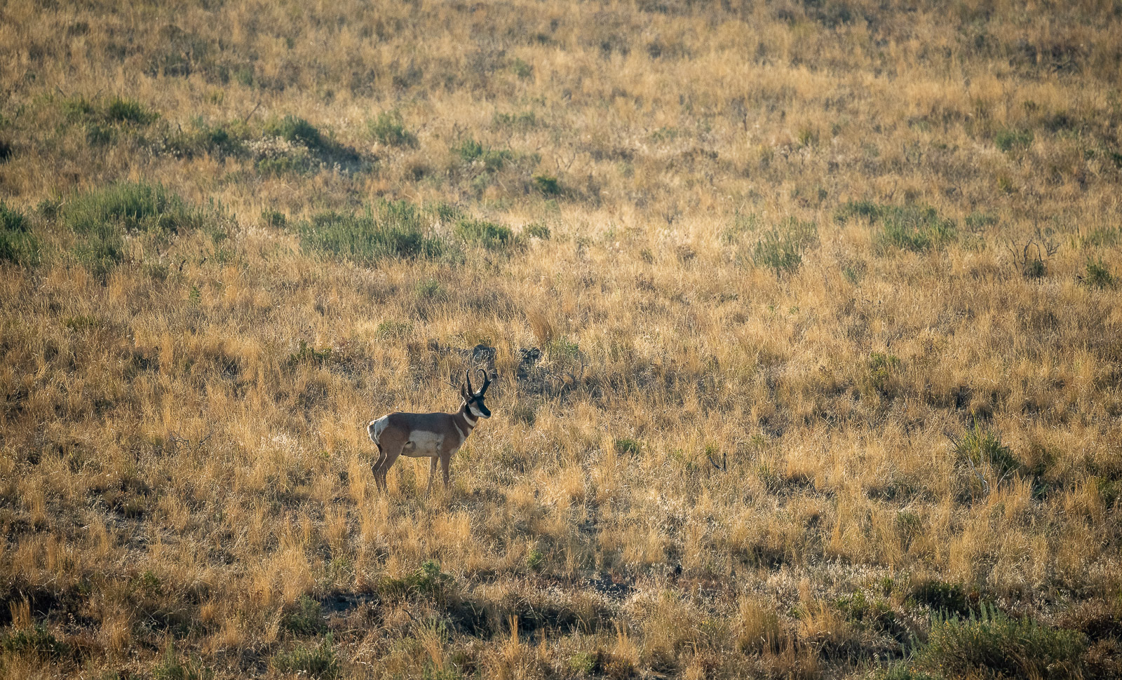 A lone pronghorn in the sagebrush sea.