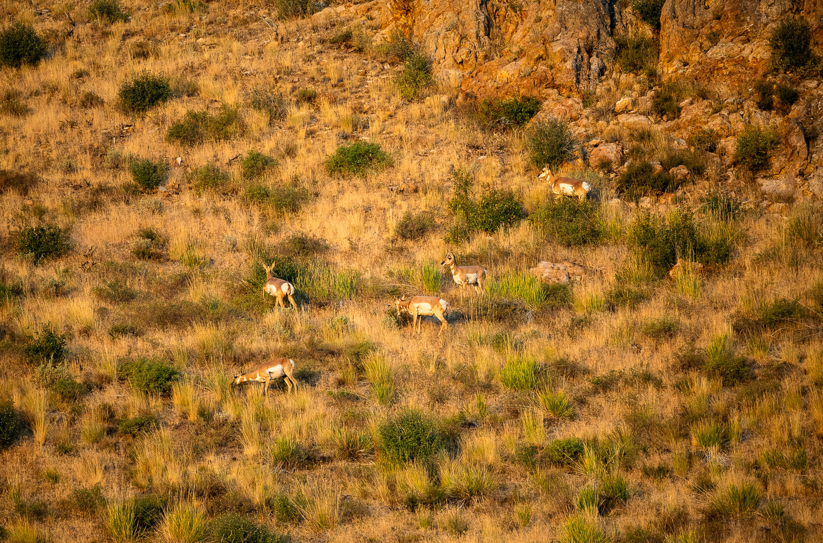 A group of pronghorn antelope feed along a hillside, the soft sunlight highlighting their tand and wthi coat.