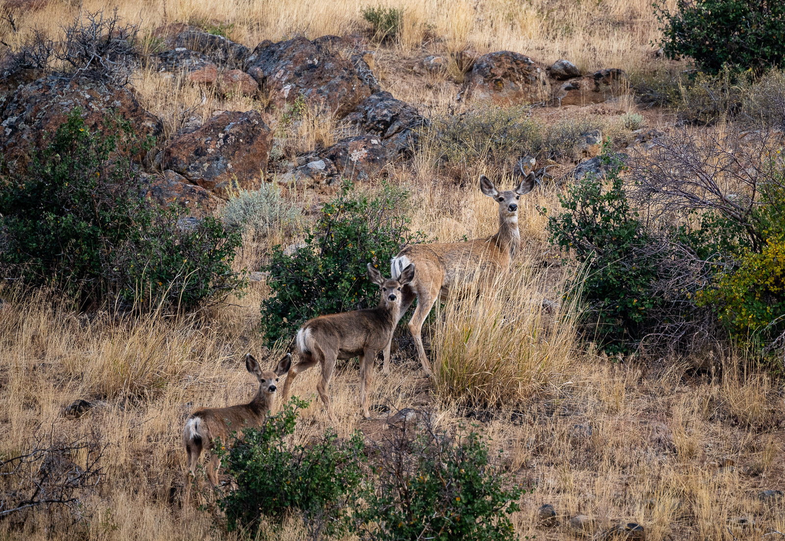 A mule deer with her fawns