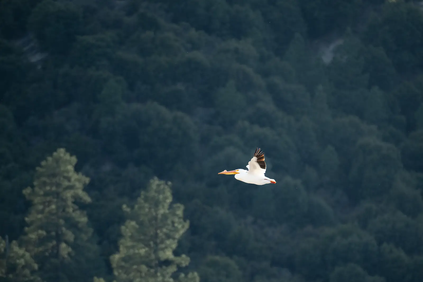 A pelican flying over Lake Hemet